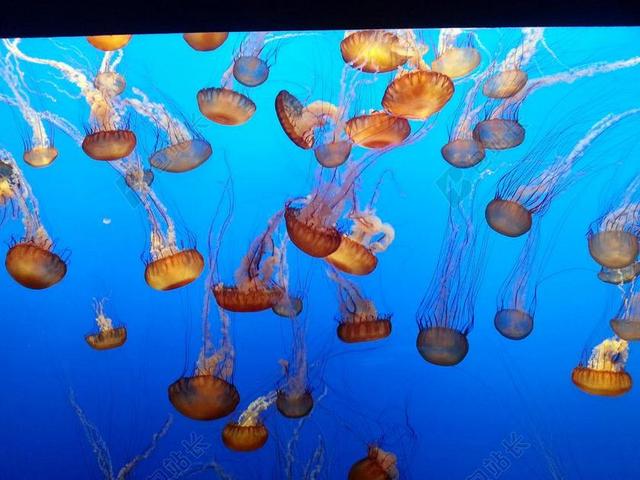 海蜇 水族馆 蒙特雷 海洋 水 水下 海 异国情调 野生动物