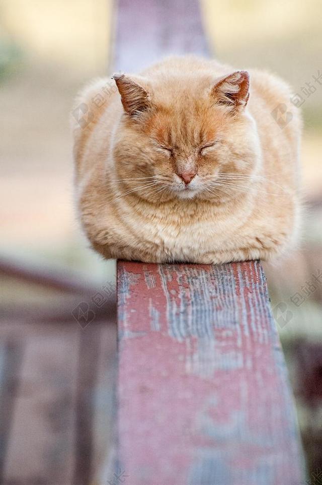 猫 睡眠 动物 休息 宠物 栏杆 甲板 橙色猫 猫的 可爱