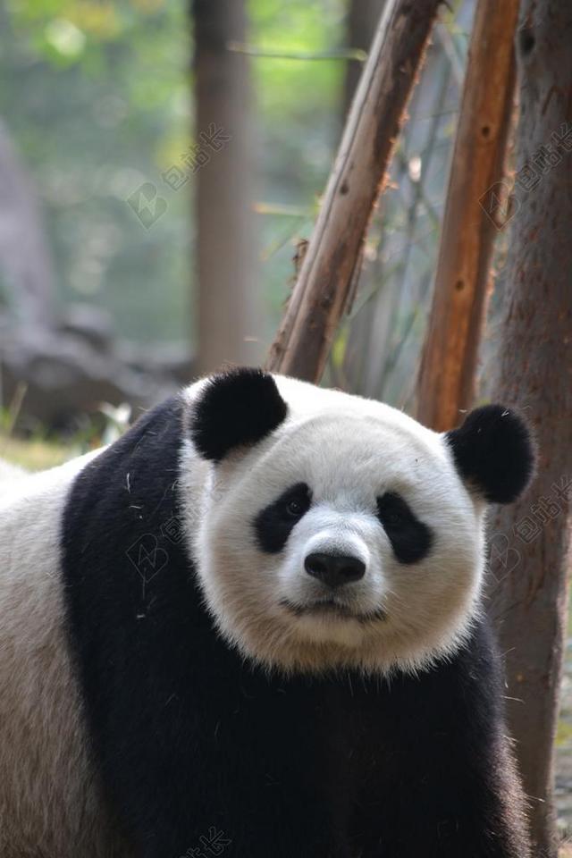 动物树下的可爱熊猫背景图片