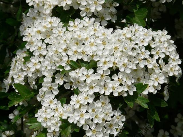 梨花 梨 开花 盛开 白 树 春天 关闭 宏