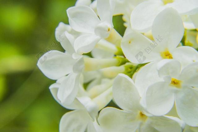 白 花 自然 花的 植物 春 花瓣 开花 花园 夏天