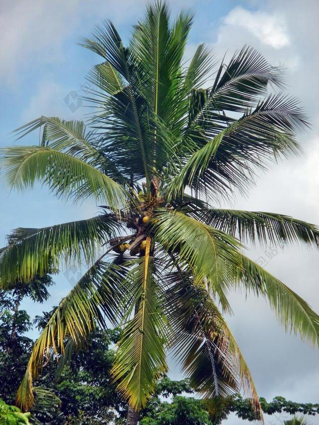 椰子 棕榈 树 热带 夏天 自然 天空 绿色 植物 叶