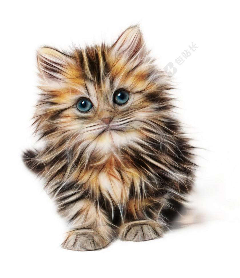 小猫 哺乳动物 动物 年轻 猫 家养 可爱 基蒂 自然