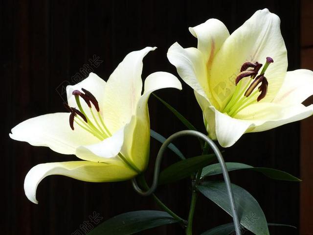 百合花 白 花园 夏天