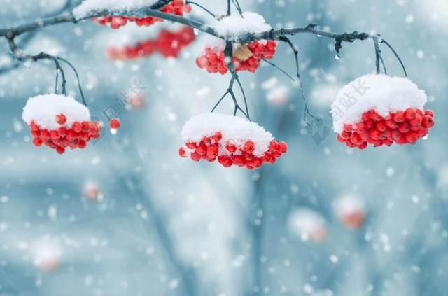 广告清新雪上浆果背景图片
