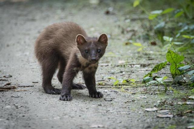 克罗地亚的森林 貂貂 兽 捕食者 动物 猎人 野生 森林
