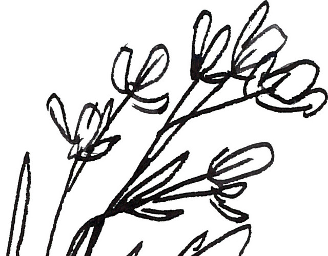 黑色素描手绘叶子矢量图片