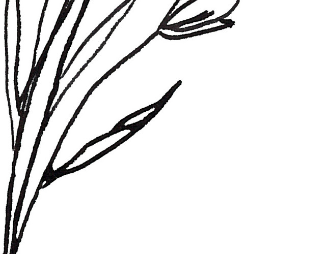 黑色素描手绘叶子矢量图片