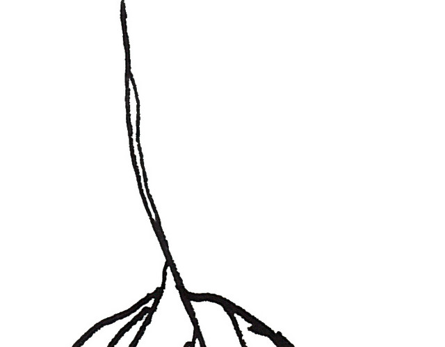 黑色素描手绘叶子矢量图片
