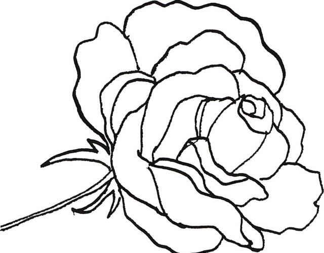 黑色素描绽放花朵矢量图片