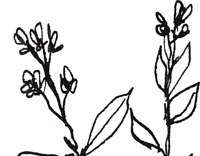 黑色素描花朵矢量图片