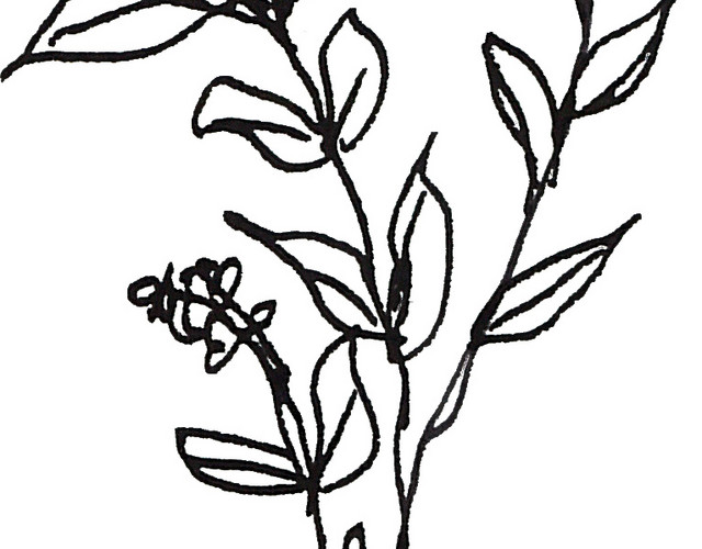 黑色素描花朵矢量图片