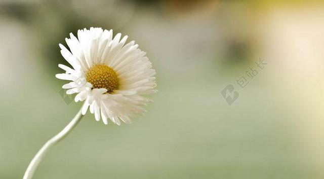 广告清新雏菊花开背景图片