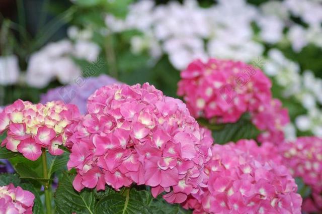 绣球花 花卉 植物 粉红色 绽放 花园 春天