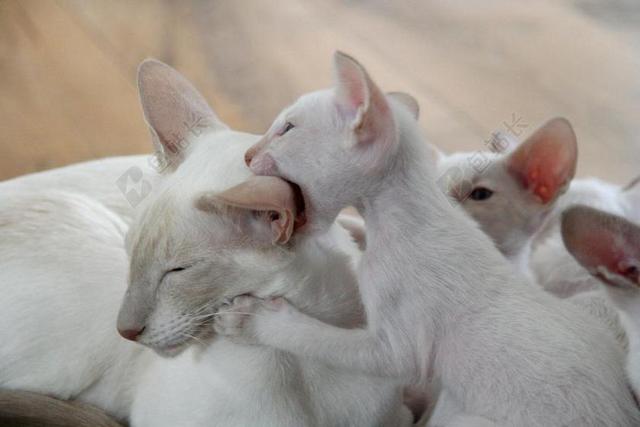 小猫 俏皮 暹罗猫 咬伤 播放 可爱 猫 毛皮 魅力 动物