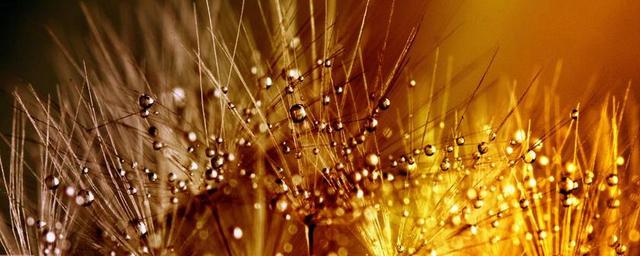 摄影清新蒲公英上的水滴背景图片