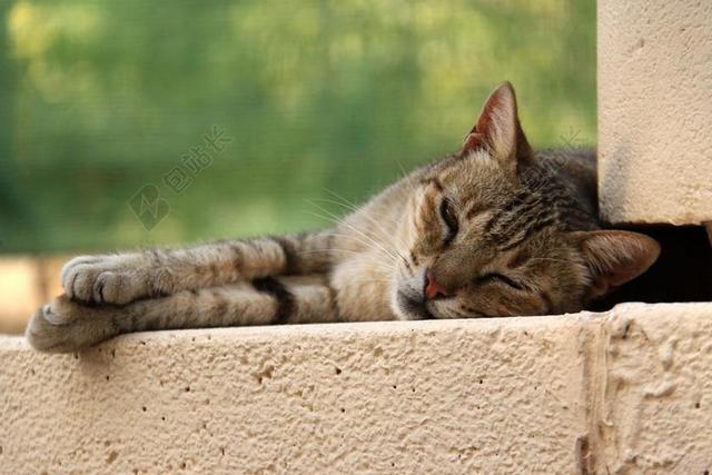 猫 说谎 放松 休息 弗利纳 动物