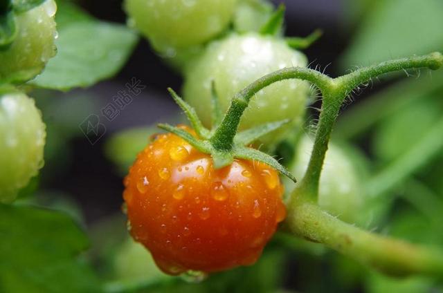 番茄 红色 绿色 蔬菜 水滴 露水 樱桃番茄 花园 特写
