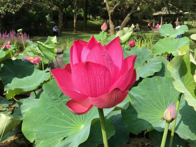 摄影唯美盛开的蓮花背景图片