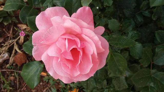 月季花 户外 纯色