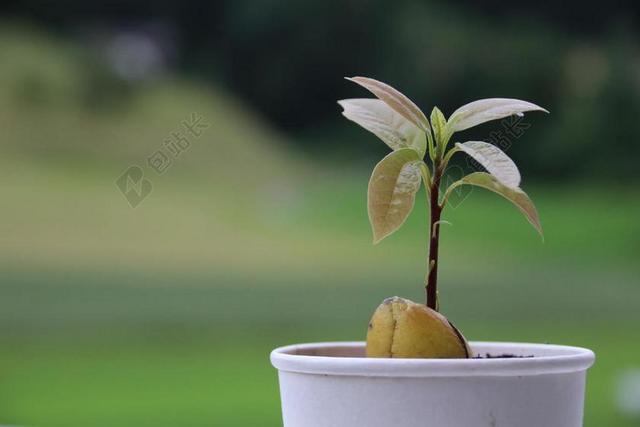 牛油果 植物 种子 锅 树 成长 花园 从种子