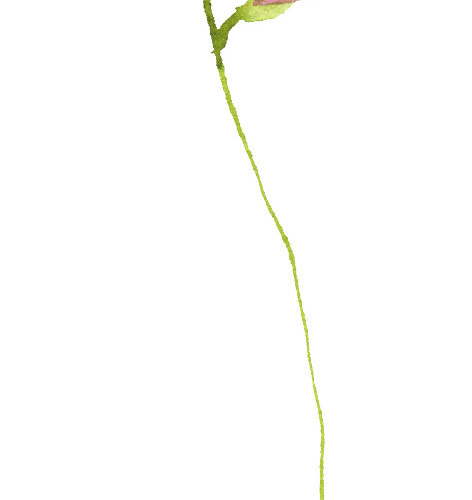 彩色水彩手绘花朵矢量素材