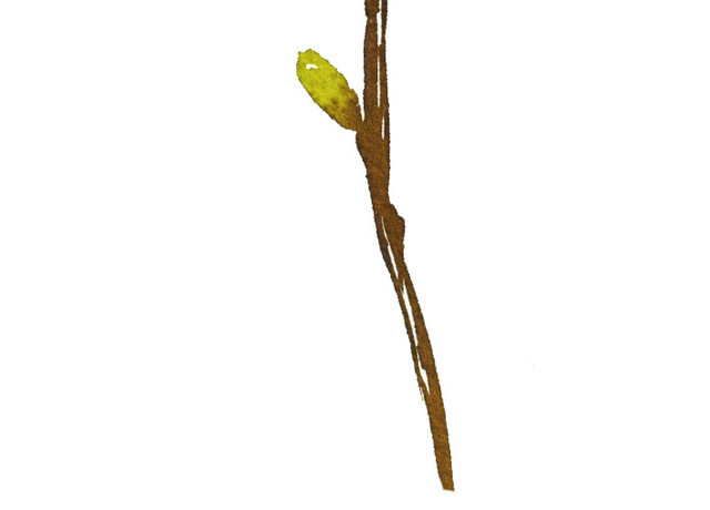 彩色水彩手绘花朵矢量素材