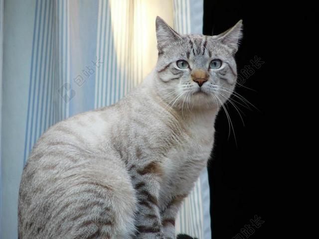 摄影唯美国内的猫背景图片