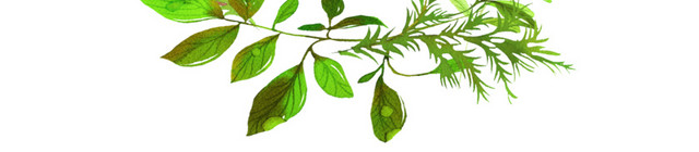 彩色水彩手绘叶子花环矢量素材