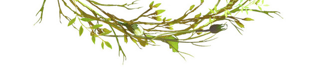 彩色水彩手绘叶子花环矢量素材