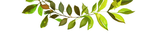 彩色水彩手绘叶子花环矢量素材