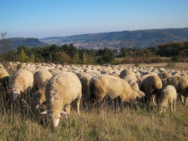 羊群的羊 草地 羊毛 放牧 动物 牧歌