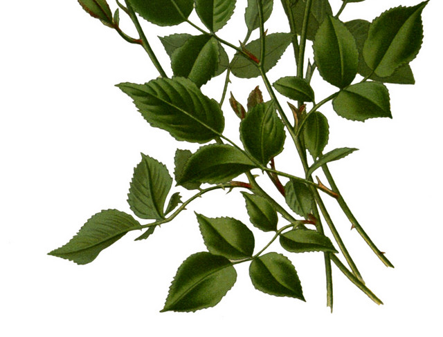 花朵花卉植物