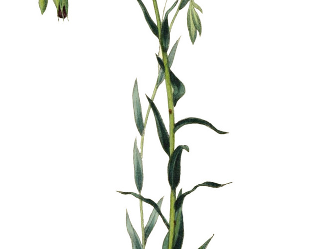 彩色花朵花卉植物