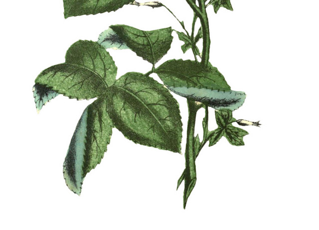 花朵花卉植物