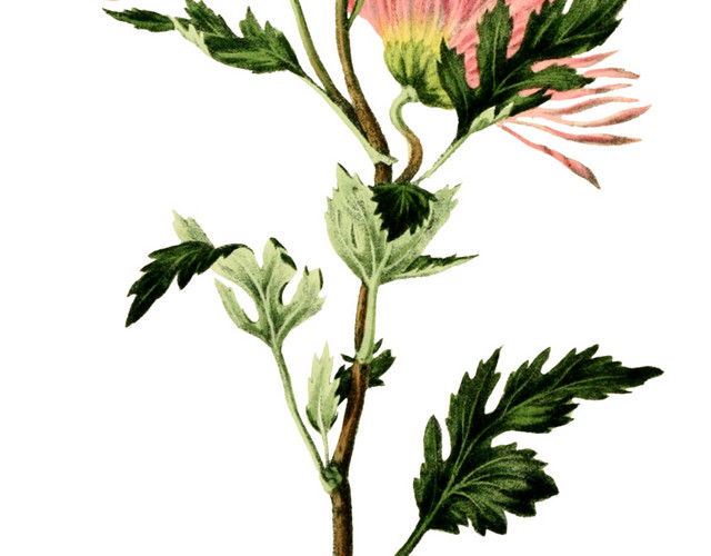 花朵花卉植物