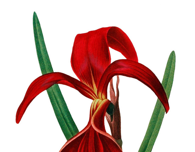 花朵花卉