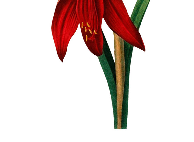 花朵花卉