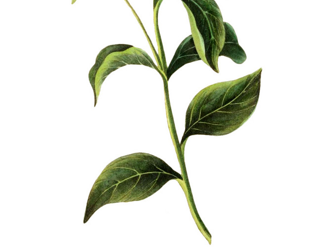 花朵花卉植物