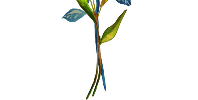玫瑰花素材