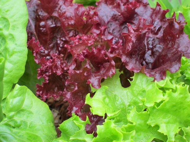 生菜 植物 绿色 有机 蔬菜 花园 食品 健康 沙拉 叶