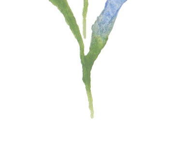 花卉花朵植物