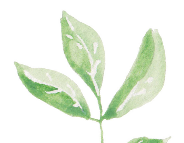 水彩叶子植物