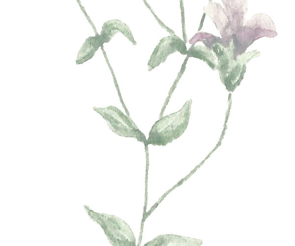 水彩花卉花朵植物素材