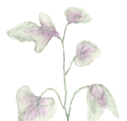 水彩花卉花朵植物素材