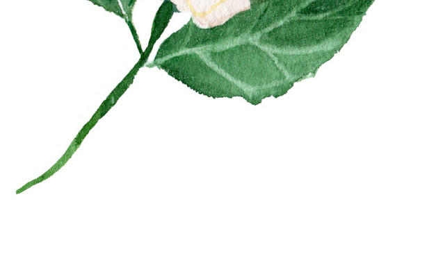 水彩花卉花朵素材