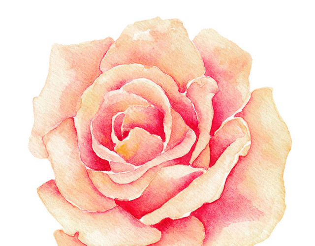 玫瑰花素材