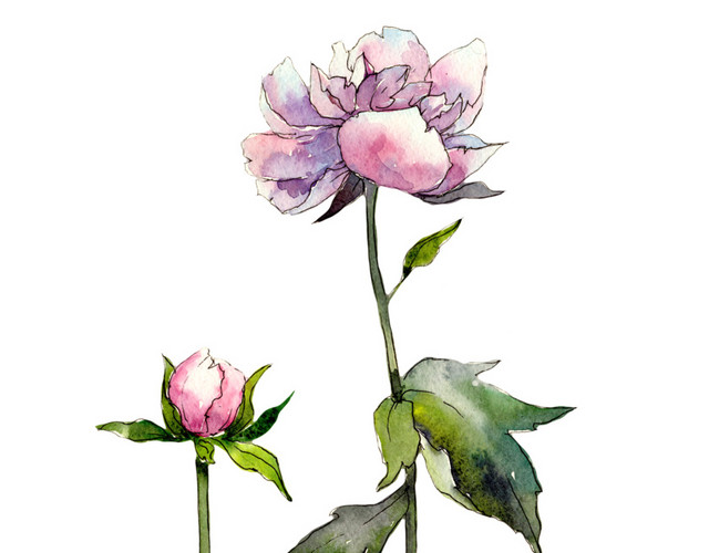 水彩花卉花朵素材
