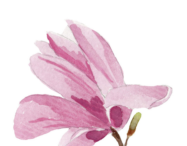 水彩花卉花朵素材