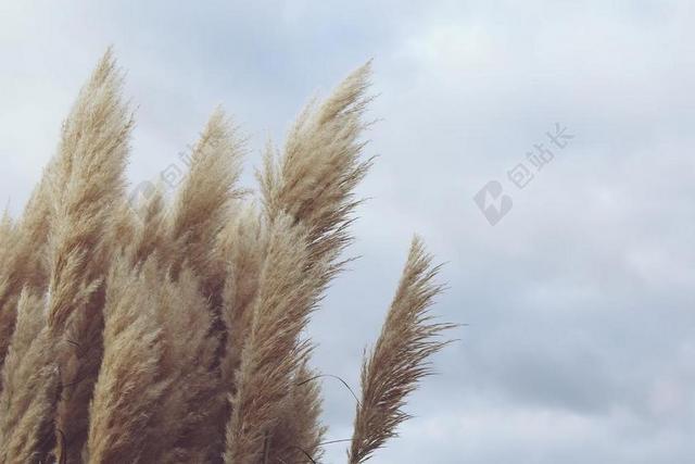 芦苇 厂 风 性质 干 大风 云 天空